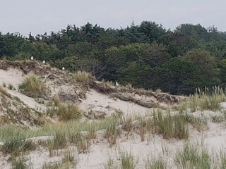 sand dunes