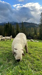 sheep in the mountains
