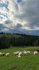 sheep in the mountains