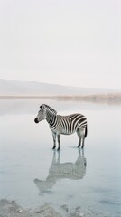 Fototapeta premium Zebra in a Crystal Clear Frozen Lake - Surreal Wildlife Photography