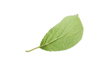 Fototapeta premium One green plum leaf isolated on white