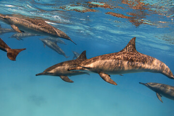 Group of spinner dolphins in the blue sea underwater