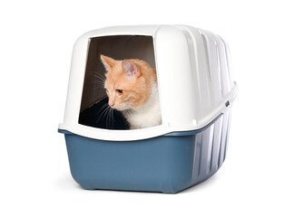 Cute ginger cat in litter box on white background