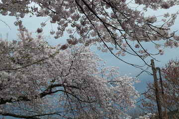 Cherry Blossum Festival, New Haven