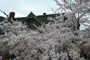 Cherry Blossum Festival, New Haven