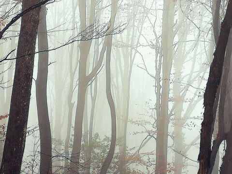 mystical foggy winter forest