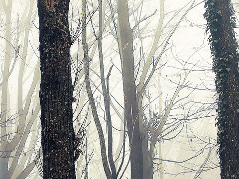 tree in the winter fog 
