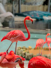 A vibrant flamingo standing elegantly near the water with bright pink feathers, surrounded by other flamingos in a tropical, zoo-like environment.
