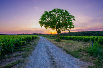 Fototapeta premium Couché de soleil dans les vignes