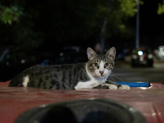 A striped cat rests comfortably on a red surface in an urban area at night. Soft light highlights its features, while parked cars can be seen behind it.