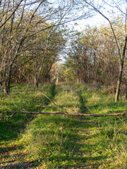 Sunlight filters through a grove of trees along a narrow pathway, showcasing vibrant green grass and the tranquility of a rural forest setting.