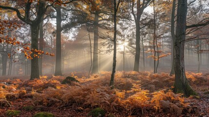 Obraz premium A serene forest scene with sunlight filtering through trees and illuminating ferns.