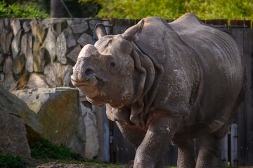 Obraz premium rhino in the zoo