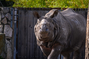 rhino in the zoo