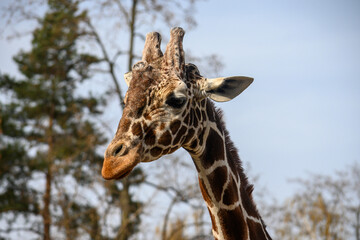 portrait of a giraffe