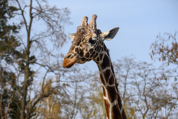 giraffe eating grass