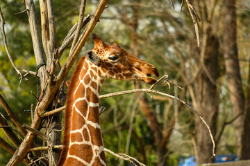 giraffe eating grass
