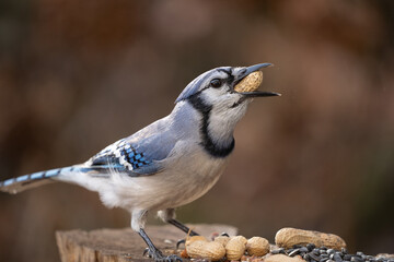 Close-up side-view of Blue Jay eating a peanut