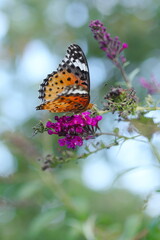 花にとまるツマグロヒョウモン