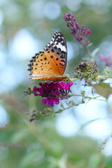 花にとまるツマグロヒョウモン