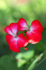 Fototapeta premium 赤いゼラニウムの花