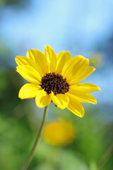 黄色いヒマワリの花