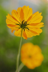 黄色いキバナコスモス