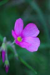 秋に咲くオキザリス