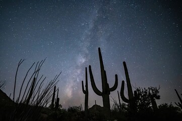Comet C/2023 A3 (Tsuchinshan-ATLAS) over the Arizona sonoran desert