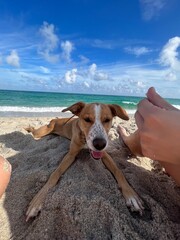 dog on the beach