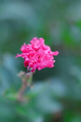 赤いサルスベリの花