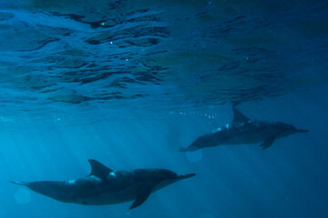 Fototapeta premium Silhouette of beautiful dolphins under the sea - profile shot