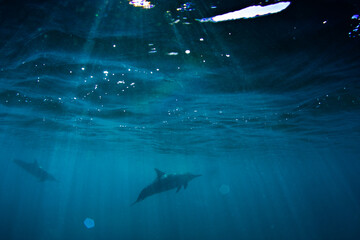Silhouette of a few dolphin near ocean surface as sunlight peeks through, underwater