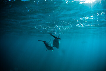 Couple of dolphins swimming below shining ocean surface - wide shot
