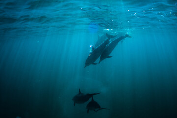 Fototapeta premium Diving dolphins in beautiful open ocean, underwater shot