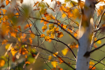 Beautiful leaves in autumn sunny day in foreground and blurry background. No people, close up, backlit photographie.