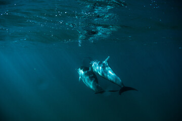 Beautiful sunlight shining through surface to dolphin - underwater
