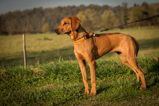 Pure Bred Rhodesian Ridgeback Rhodesian-Ridgeback Images – Browse 33 Stock Photos, Vectors, and Video ...