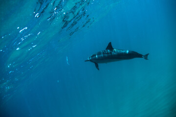 Silhouette of lone dolphin swimming in ocean, underwater