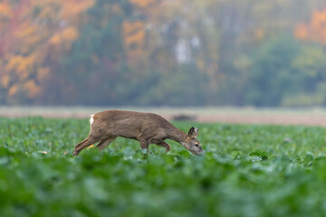 deer in the woods. deer in the rapeseed field.