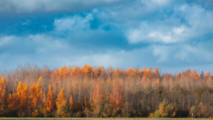 Fototapeta premium autumn landscape with trees and clouds