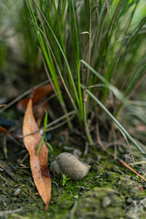 Snail shell on mossy ground near fallen leaf and green grass, detailed macro nature composition.

