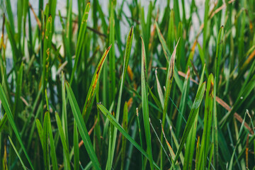 Close-up view of  thin long leaves of reed blades with dry yellowish tips with natural texture and soft evening sunlight.

