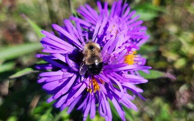 bee on a flower