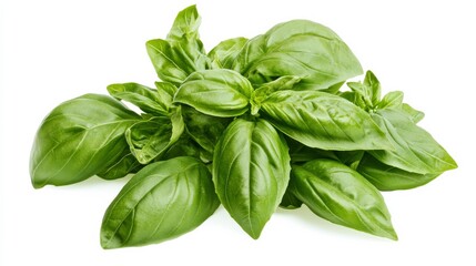 Fototapeta premium A bunch of fresh basil leaves with their fragrant aroma and vibrant green color, Each leaf's aromatic flavor and culinary versatility captured with precision