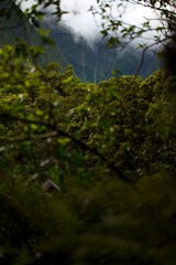 Vertical shot of foliage and distant Hawaiian mountains with clouds