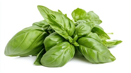 Fototapeta premium A bunch of fresh basil leaves with their vibrant green color and smooth texture, Each leaf’s bright green color and subtle imperfections captured with precision