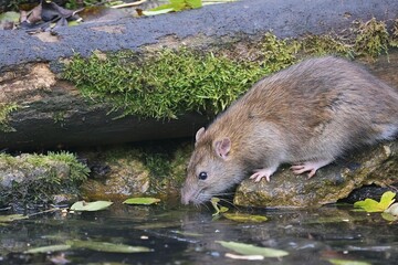 A rat drinking water