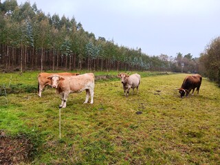 Obraz premium Rebaño de vacas en un prado en Galicia
