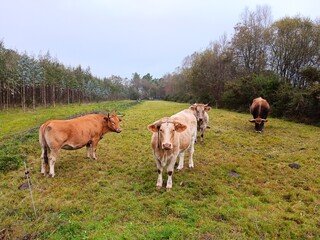 Rebaño de vacas en un prado en Galicia